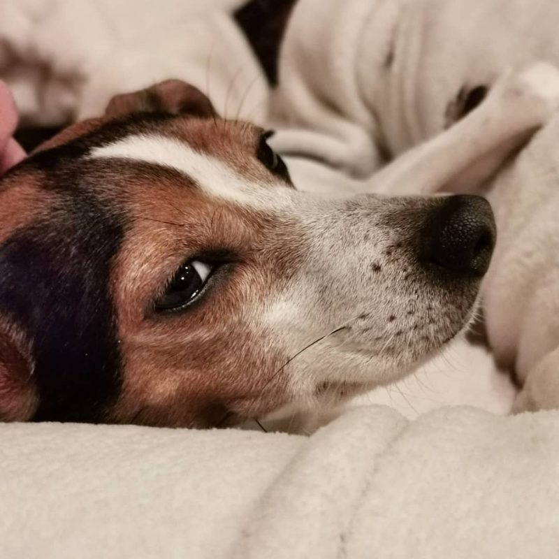 Bild von meinem Hund